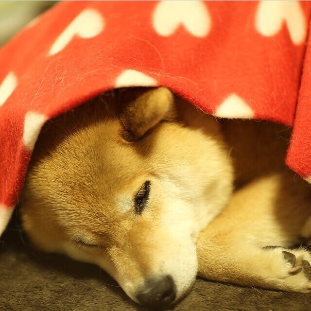 开云体育中国-觉醒的巨人，当法国体系与范戴克的意志接管绿茵