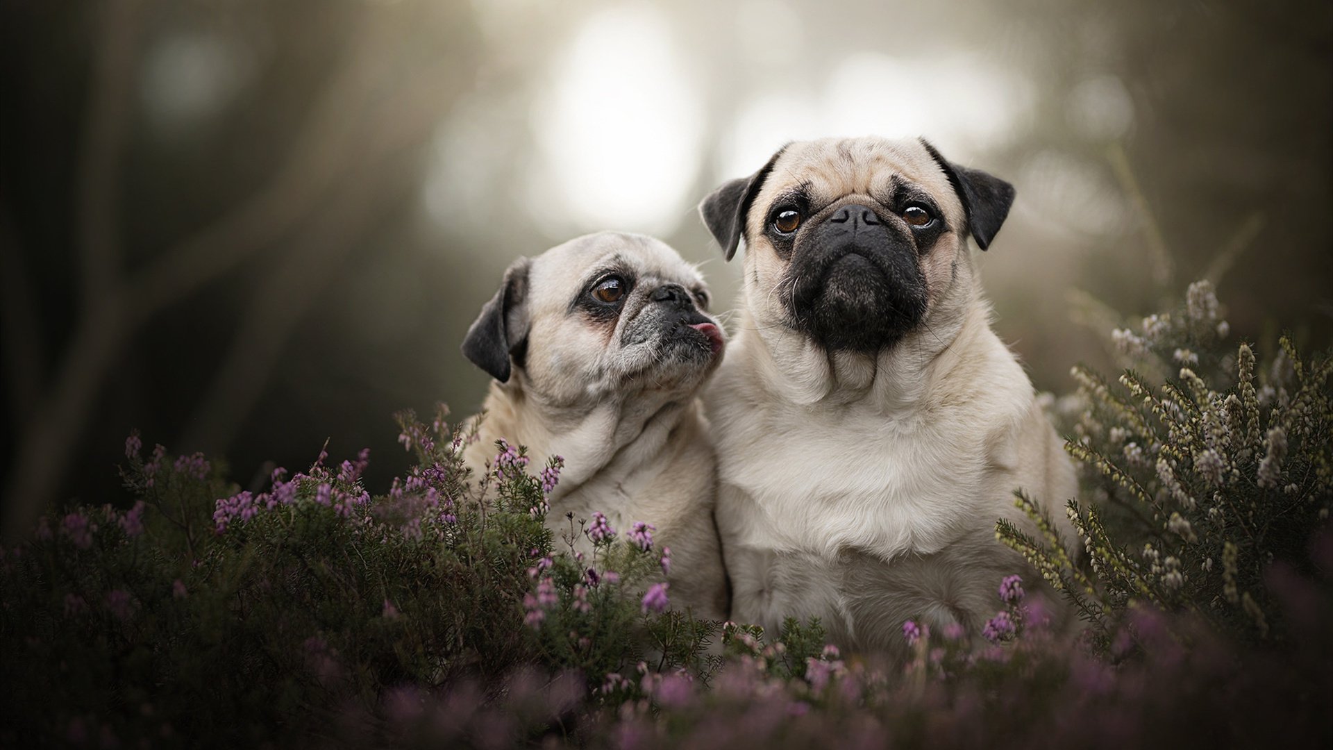 当掘金洪流漫过爵士堡垒，戈贝尔的孤勇与悲情