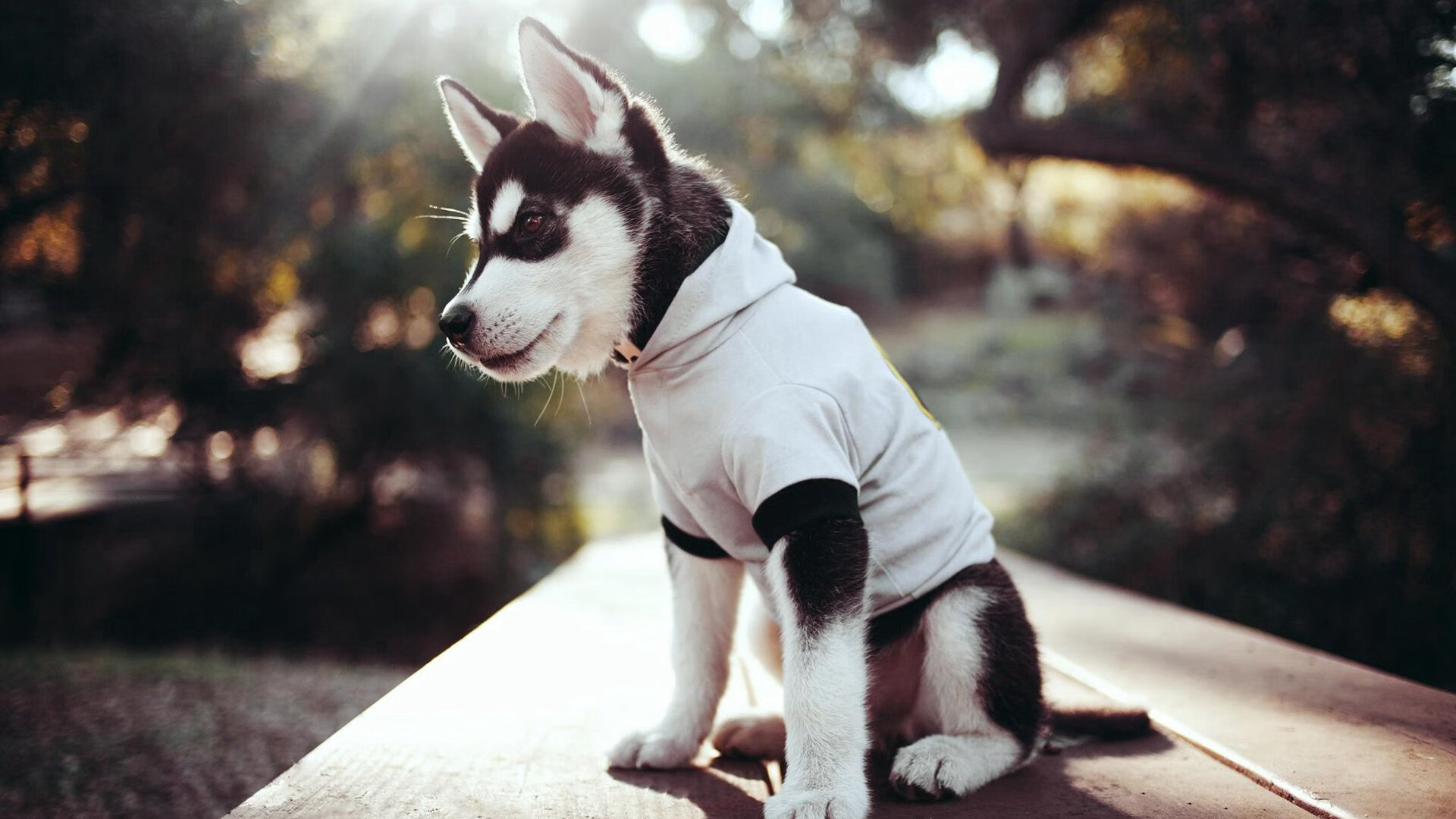 绝境逆转！武切维奇两记价值千金的出手拯救广东队