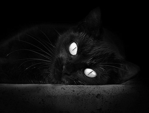 班凯罗狂飙40分解锁里程碑 鹈鹕三叉戟掀翻尼克斯主场