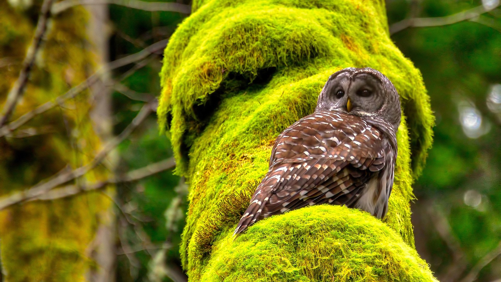 开云体育平台APP-格纳布里压制级发挥，毕尔巴鄂对阵伊拉克中的战术主宰