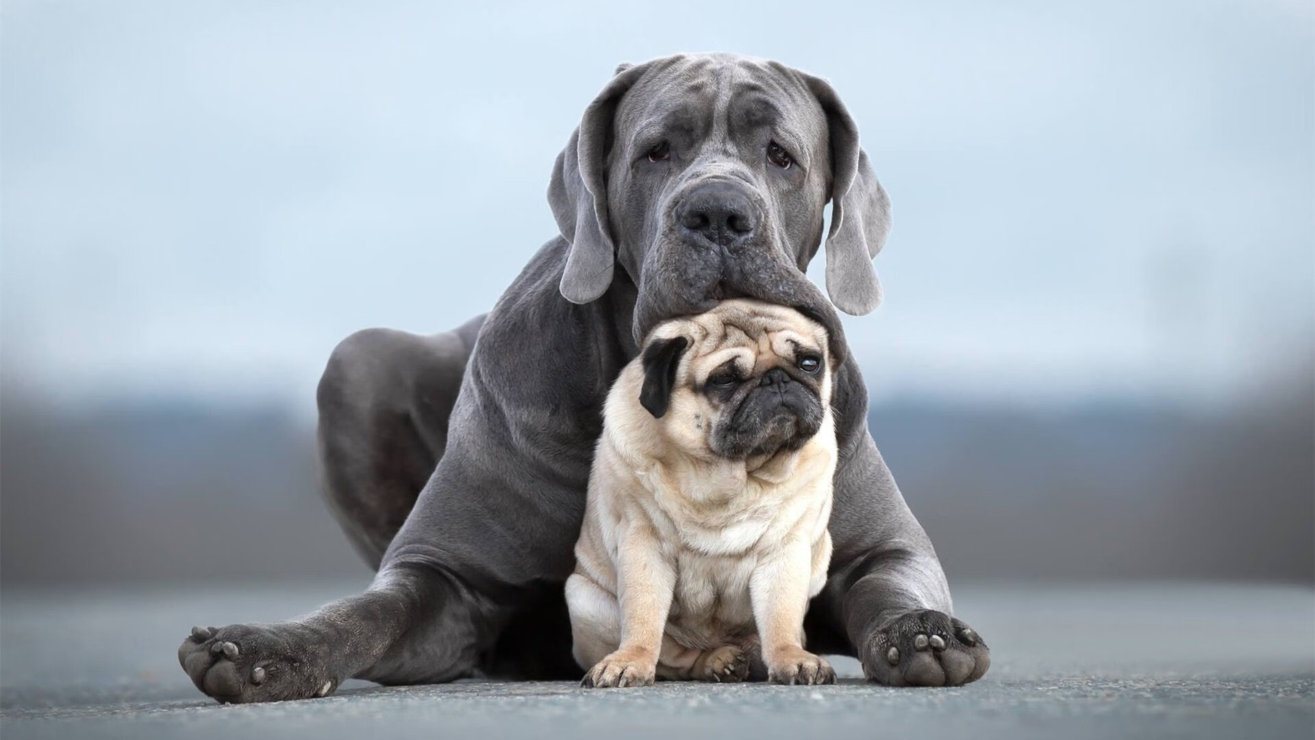 卡马文加魔力全开令对手无解，爱尔兰铁血压制美国队夺胜