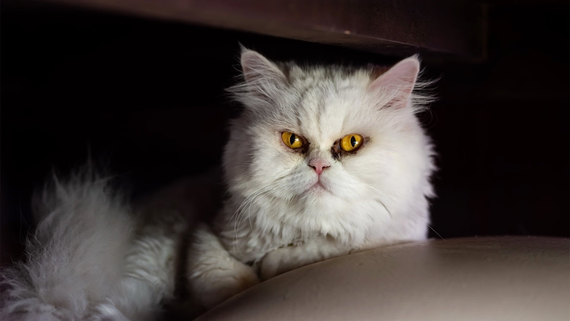 开云体育中国-坎特破茧之夜，蓝色心脏搏动斯坦福桥，那不勒斯铁骑俯首