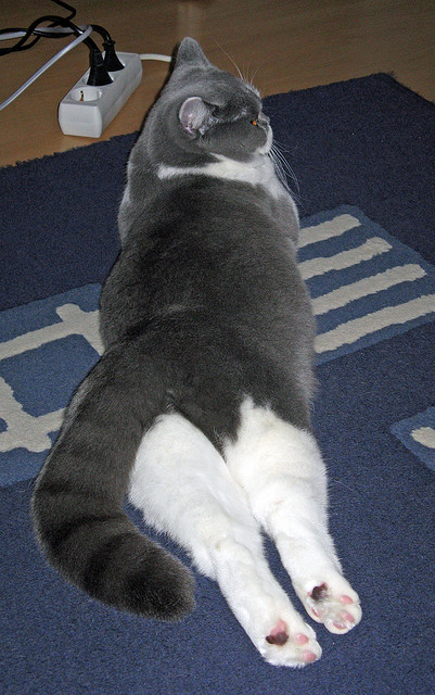 开云体育入口-节奏与秒针，当约基奇掌控时间，猛龙的压哨绝杀如何诠释篮球的终极博弈