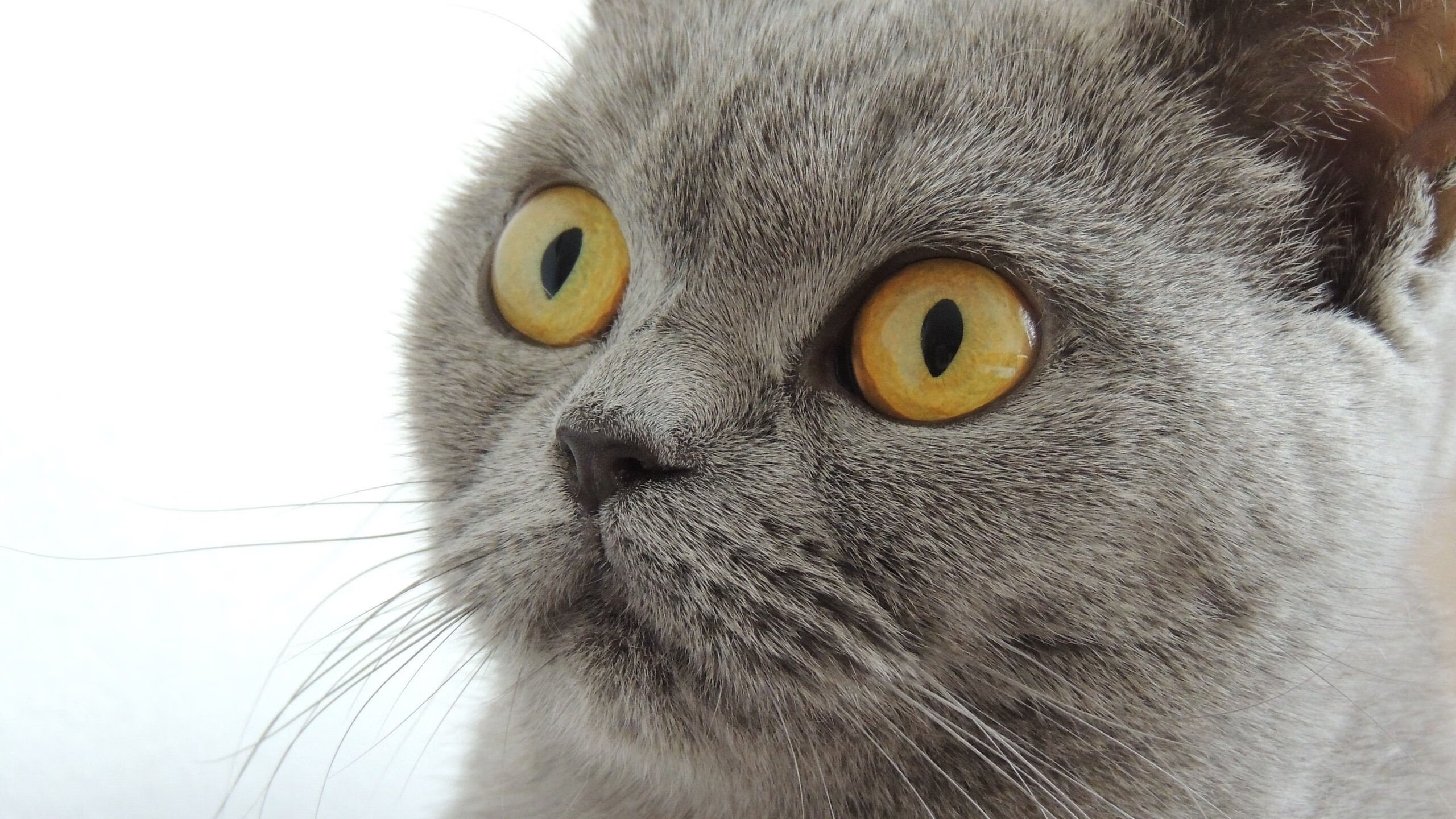 亚洲利刃刺穿红黑军团，卡拉斯科闪击，韩国让AC米兰神话褪色