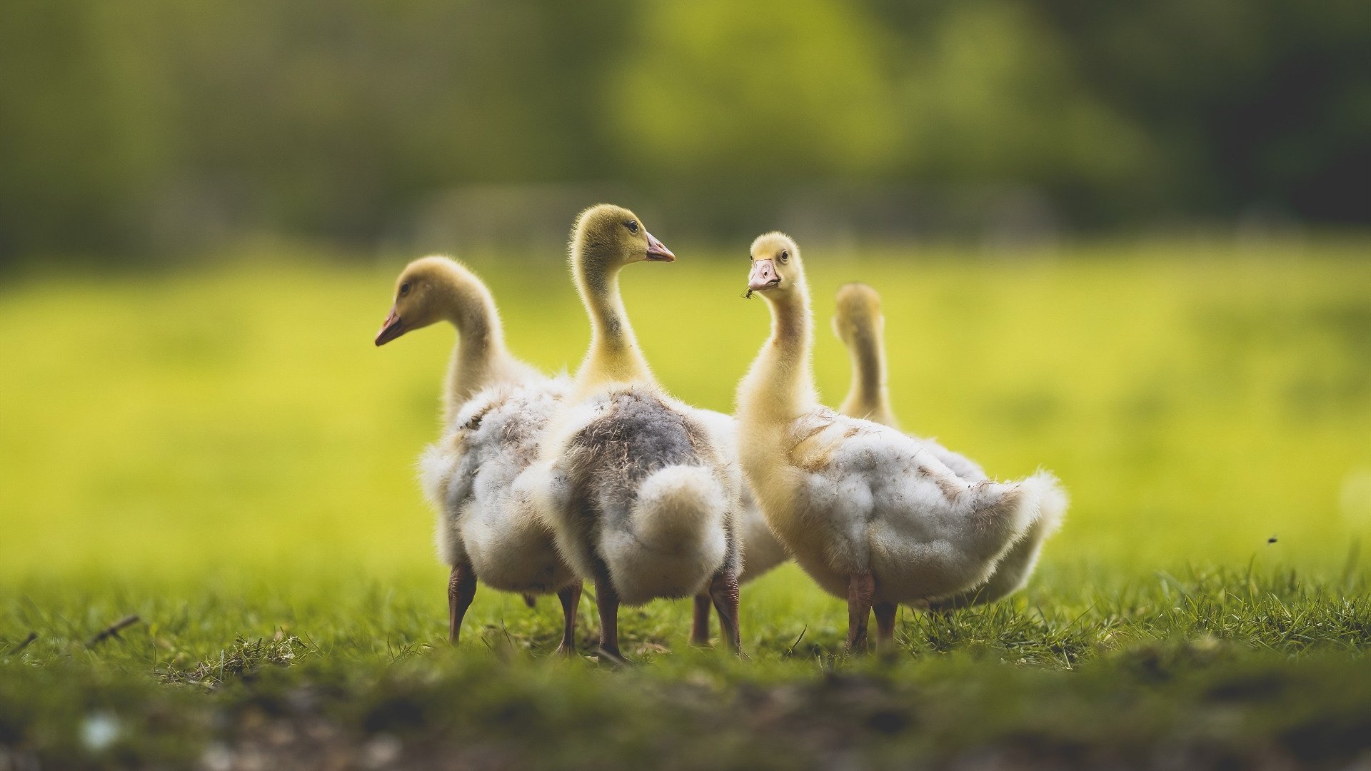 足球激情双响炮，德甲争冠焦点战白热化，秘鲁末节神奇逆转带走沙特