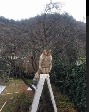 开云体育APP下载-双星闪耀亚平宁，意甲天王山之战与字母哥的米兰之夜