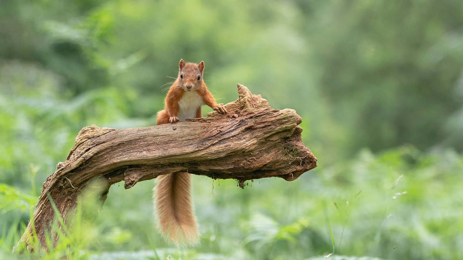 库里式三分雨席卷赛场！广厦单节44-20打崩山西，悬念早逝