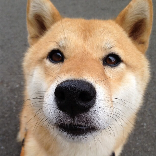 开云体育-绿茵场与黄浦江，当德甲争冠铁血意志照亮东方天空