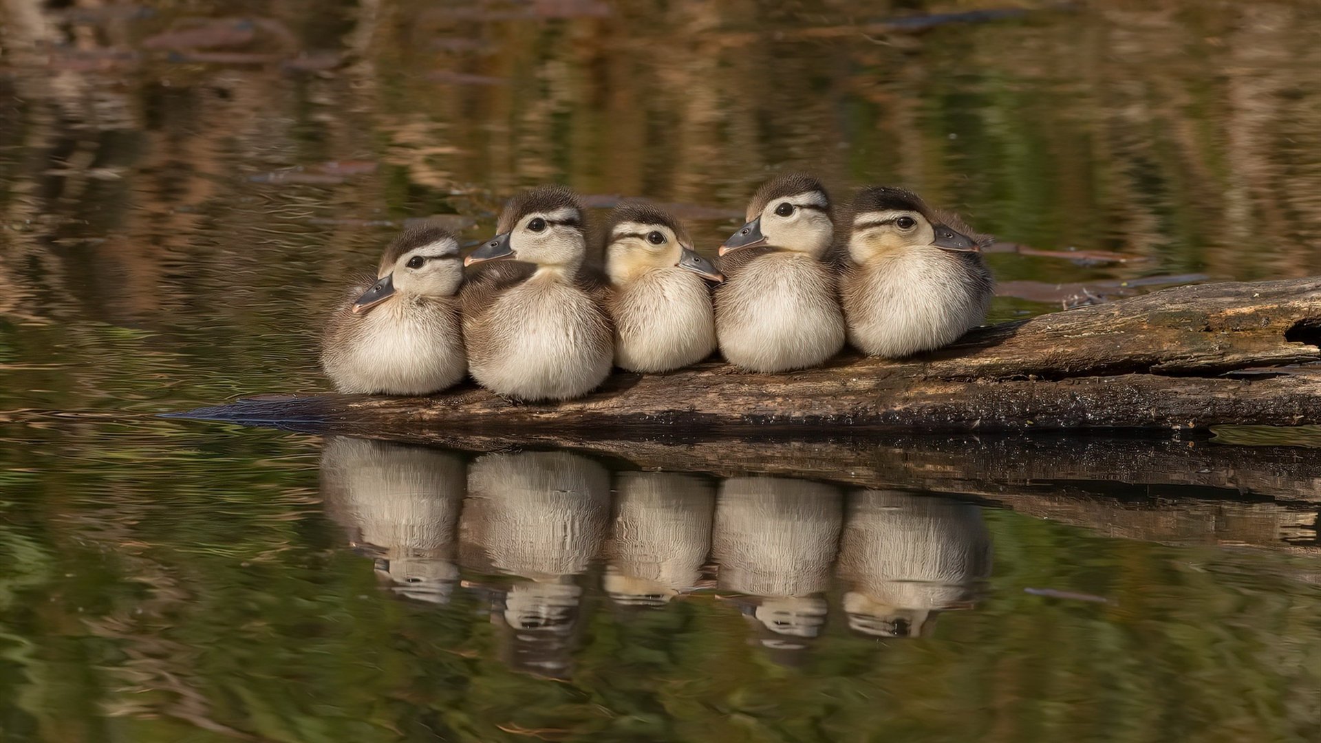 鹰击长空！霍勒迪关键三分率队压制开拓者